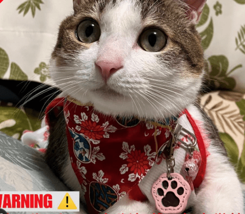 スクリーンショット 2025-10-20 180621 - Articulos Japan (post Box Japan) Articulos Japan (Post Box Japan)