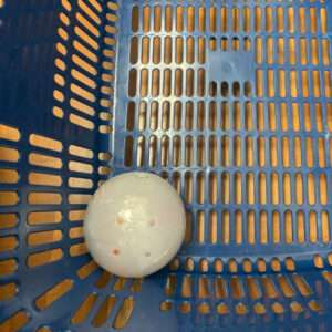 White plastic ball with small orange and red dots, wrapped in plastic, resting in a blue perforated crate.