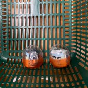 Two translucent capsule toys with orange bases sit in a green grid basket, viewed from above