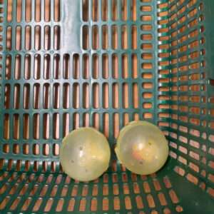 Two yellow translucent plastic dome-shaped caps with small holes, resting in a teal plastic basket.