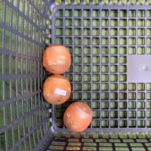 Three brown onions with price stickers in a gray plastic grid shopping basket on a green floor.