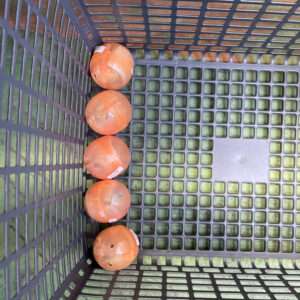 Five orange onions lined up along the left side of a gray plastic mesh crate, with small price stickers visible on some onions.
